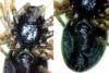 Pelecopsis sp.